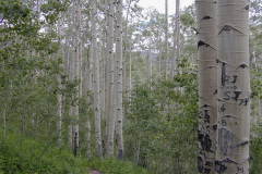 Aspens3