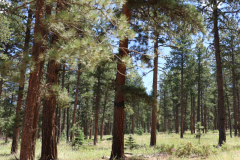 Colorado-Wyoming-South-Dakota-Broadmoor-Trip-2020-127