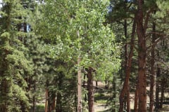 Colorado-Wyoming-South-Dakota-Broadmoor-Trip-2020-149
