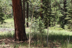 Colorado-Wyoming-South-Dakota-Broadmoor-Trip-2020-174