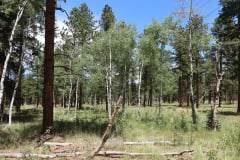 Colorado-Wyoming-South-Dakota-Broadmoor-Trip-2020-210
