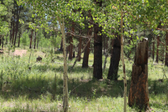 Colorado-Wyoming-South-Dakota-Broadmoor-Trip-2020-217