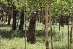 Colorado-Wyoming-South-Dakota-Broadmoor-Trip-2020-218