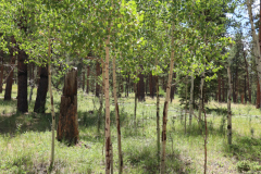 Colorado-Wyoming-South-Dakota-Broadmoor-Trip-2020-219