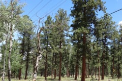 Colorado-Wyoming-South-Dakota-Broadmoor-Trip-2020-233