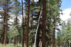 Colorado-Wyoming-South-Dakota-Broadmoor-Trip-2020-241