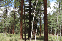 Colorado-Wyoming-South-Dakota-Broadmoor-Trip-2020-247