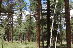 Colorado-Wyoming-South-Dakota-Broadmoor-Trip-2020-248