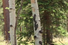 Colorado-Wyoming-South-Dakota-Broadmoor-Trip-2020-257