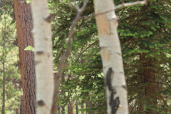 Colorado-Wyoming-South-Dakota-Broadmoor-Trip-2020-258