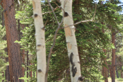 Colorado-Wyoming-South-Dakota-Broadmoor-Trip-2020-259