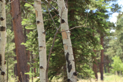 Colorado-Wyoming-South-Dakota-Broadmoor-Trip-2020-260