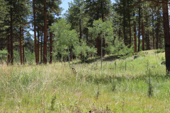 Colorado-Wyoming-South-Dakota-Broadmoor-Trip-2020-265