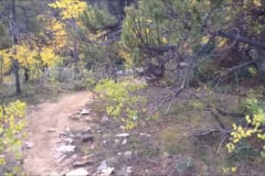 Pine-Trees-Trail-2