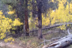 Pine-Trees-Trail