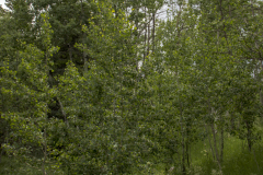 Spring-Aspens-