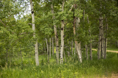 Spring-Aspens-22