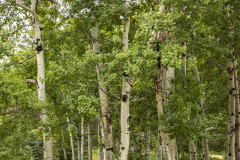 Spring-Aspens-30