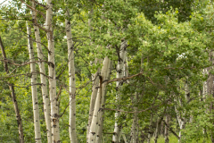 Spring-Aspens-39