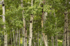 Spring-Aspens-47
