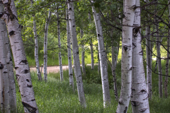 Spring-Aspens-49