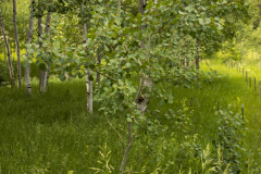 Spring-Aspens-56