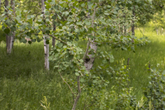 Spring-Aspens-57