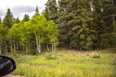 Spring-Aspens-62