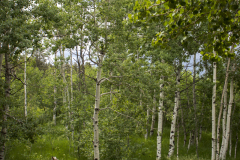 Spring-Aspens-65