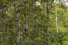 Spring-Aspens-72