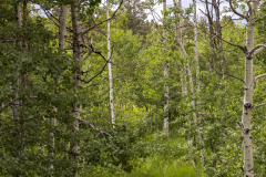 Spring-Aspens-73