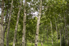 Spring-Aspens-8