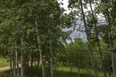 Spring-Aspens-80