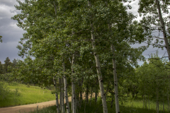 Spring-Aspens-81