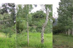 aspen-comp-9-19-05-copy