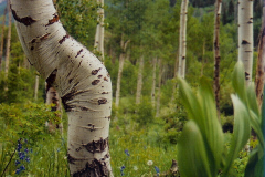 aspen-set2_2_2