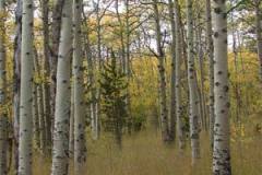 aspens-2