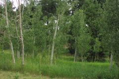 Summer aspen trees Rye Colorado