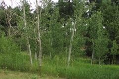 Summer aspen trees Rye Colorado