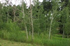 Summer aspen trees Rye Colorado