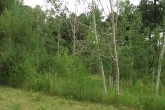 Summer aspen trees Rye Colorado
