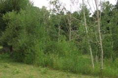 Summer aspen trees Rye Colorado