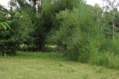 Summer aspen trees Rye Colorado
