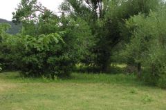 Summer aspen trees Rye Colorado