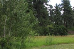 Summer aspen trees Rye Colorado