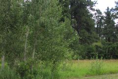Summer aspen trees Rye Colorado
