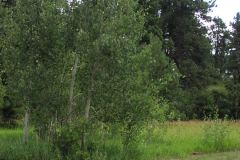 Summer aspen trees Rye Colorado