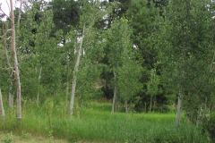 Summer aspen trees Rye Colorado