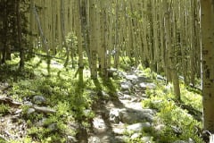 aspens11