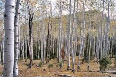 aspens6